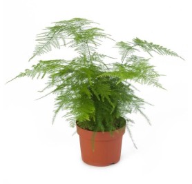 Fern Asparagus